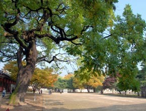 회화나무(천연기념물)
