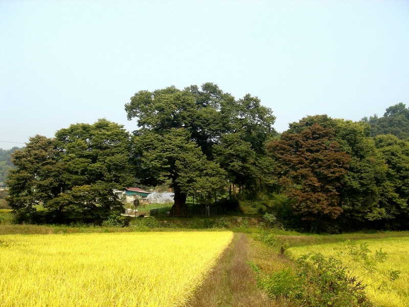 양주 황방리 느티나무