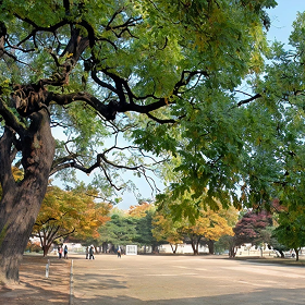 회화나무(천연기념물)