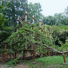 다래나무(천연기념물)