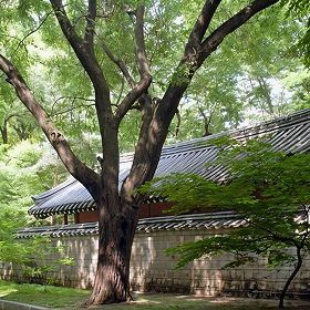 뽕나무(천연기념물)