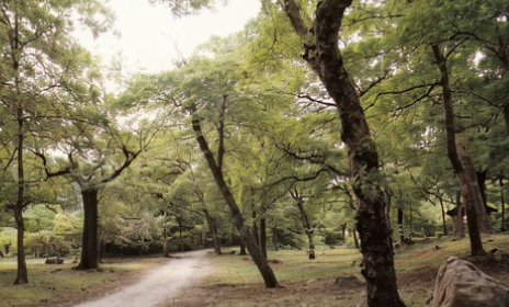 원주 성남지의 성황림 (천연기념물 제93호)