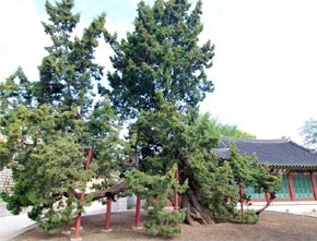 창덕궁 향나무(천연기념물)