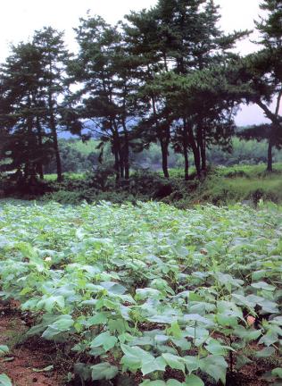 산청 목면시배 유지