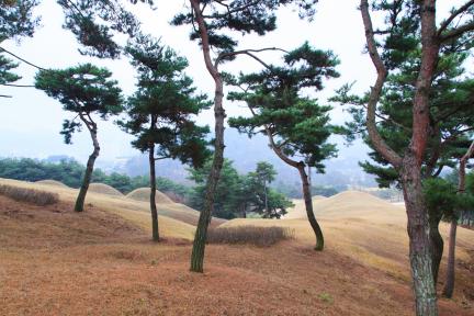 공주 송산리 고분군_소나무숲 사이로 보이는 송산리고분군 (촬영년도 : 2015년)
